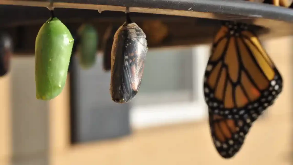 Como Lidar com a Mudança?