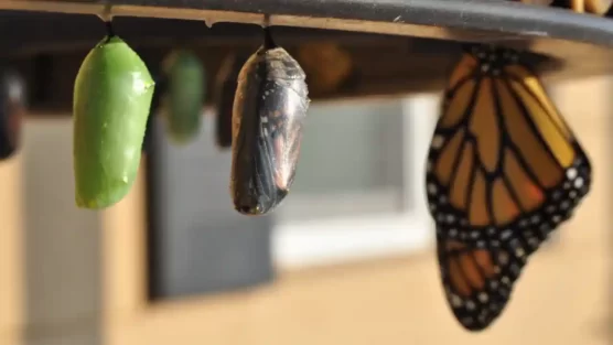 Como Lidar com a Mudança?